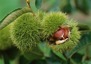 新宿三丁目のヘルシーなゴマ料理と新鮮牡蠣を堪能できる居酒屋「ごまや新宿三丁目」の魅力